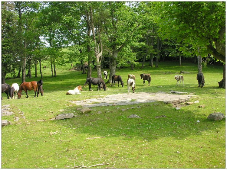 Fonds d'cran Animaux Chevaux La libert