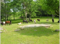 Fonds d'cran Animaux La libert