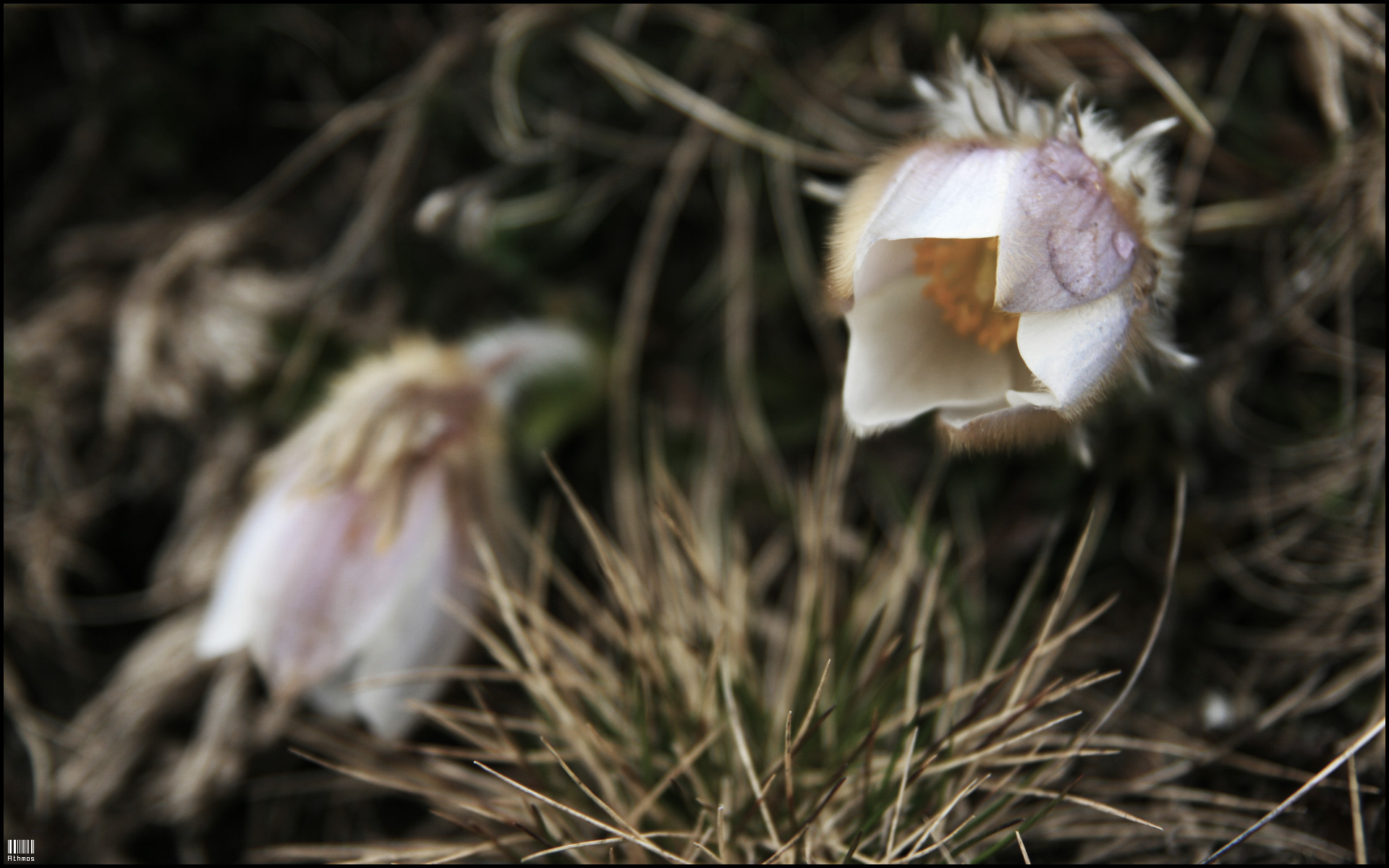 Wallpapers Nature Flowers Douceur vgtale