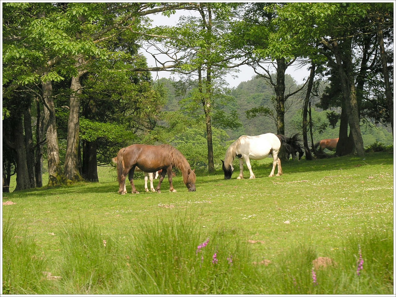 Fonds d'cran Animaux Chevaux Plaisirs des yeux