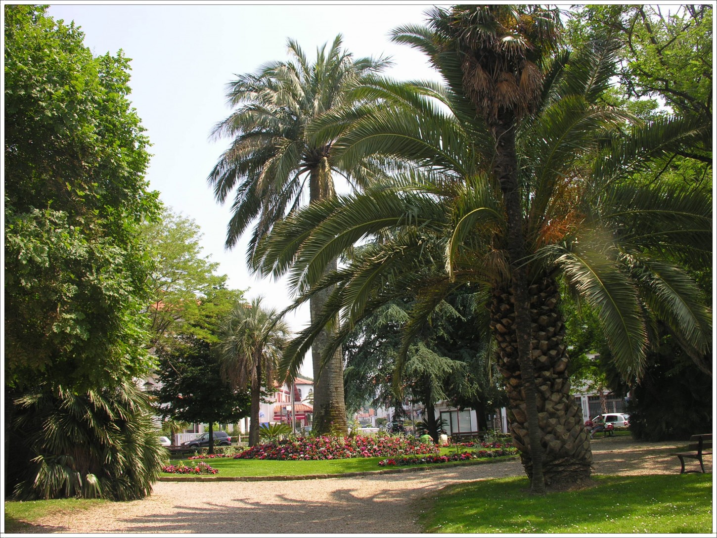 Fonds d'cran Nature Parcs - Jardins Palmiers