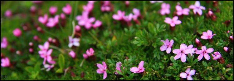 Fonds d'cran Nature Fleurs Pink ladies