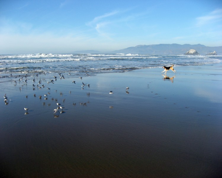 Fonds d'cran Nature Mers - Ocans - Plages Ocean Beach - San Francisco