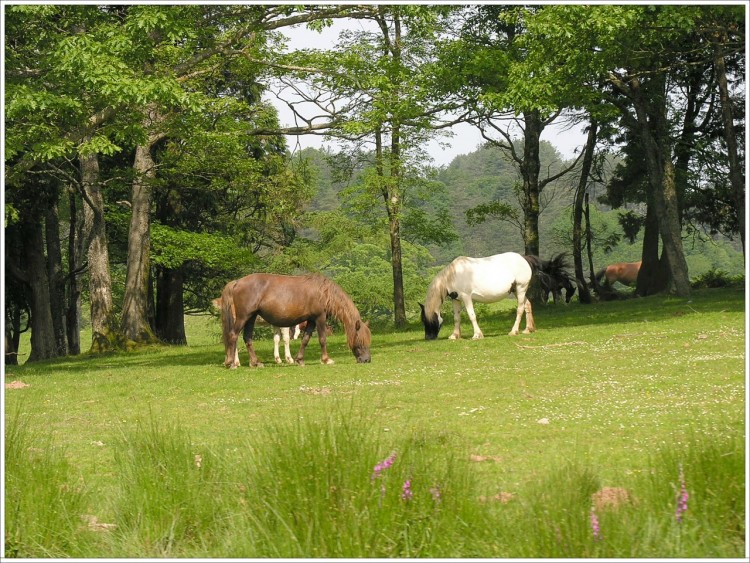 Fonds d'cran Animaux Chevaux Plaisirs des yeux