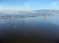 Wallpapers Nature Ocean Beach - San Francisco