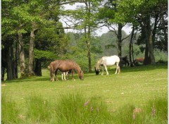 Fonds d'cran Animaux Plaisirs des yeux