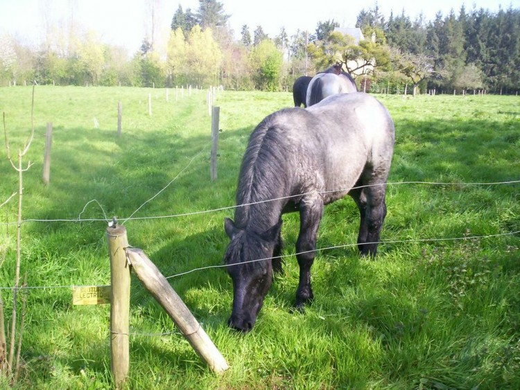 Fonds d'cran Animaux Chevaux Trait breton