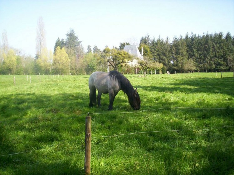 Fonds d'cran Animaux Chevaux J'ai oubli le coiffeur