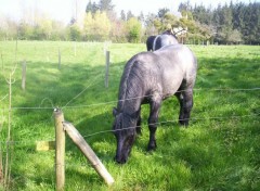 Fonds d'cran Animaux Trait breton