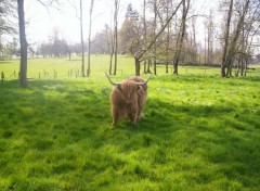 Fonds d'cran Animaux Un yack en france