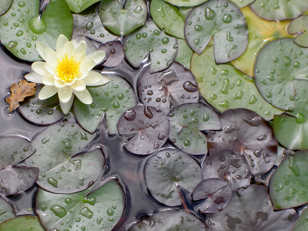 Fonds d'cran Nature Fleurs 