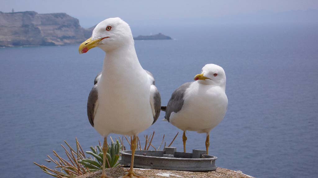 Fonds d'cran Animaux Oiseaux - Mouettes et Golands mouette