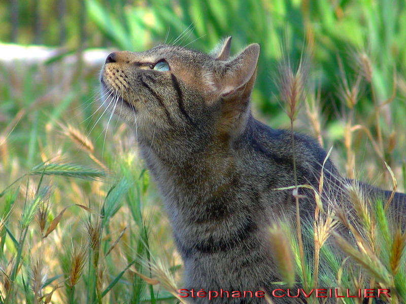 Fonds d'cran Animaux Chats - Chatons TAO