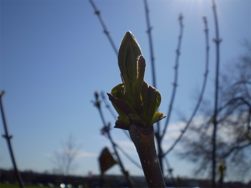 Fonds d'cran Nature Bourgeons 