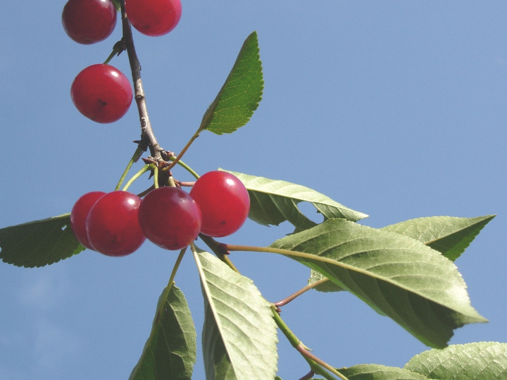 Fonds d'cran Nature Fruits acidules