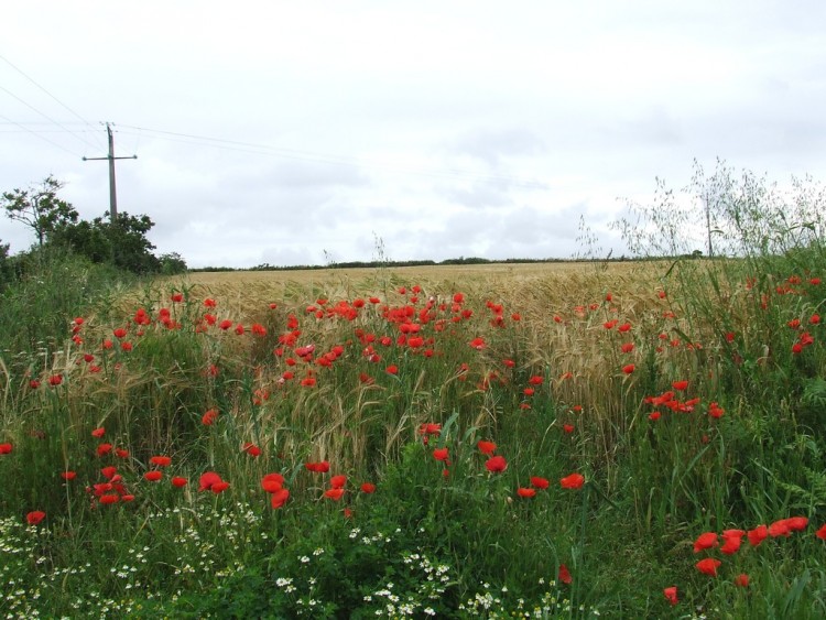 Wallpapers Nature Flowers Fleurs sauvages