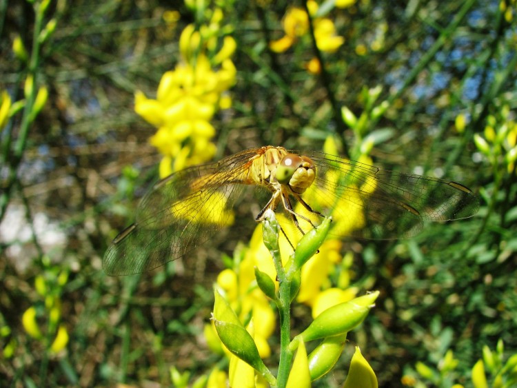 Fonds d'cran Animaux Insectes - Libellules Elle se cache !