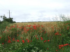 Fonds d'cran Nature Fleurs sauvages