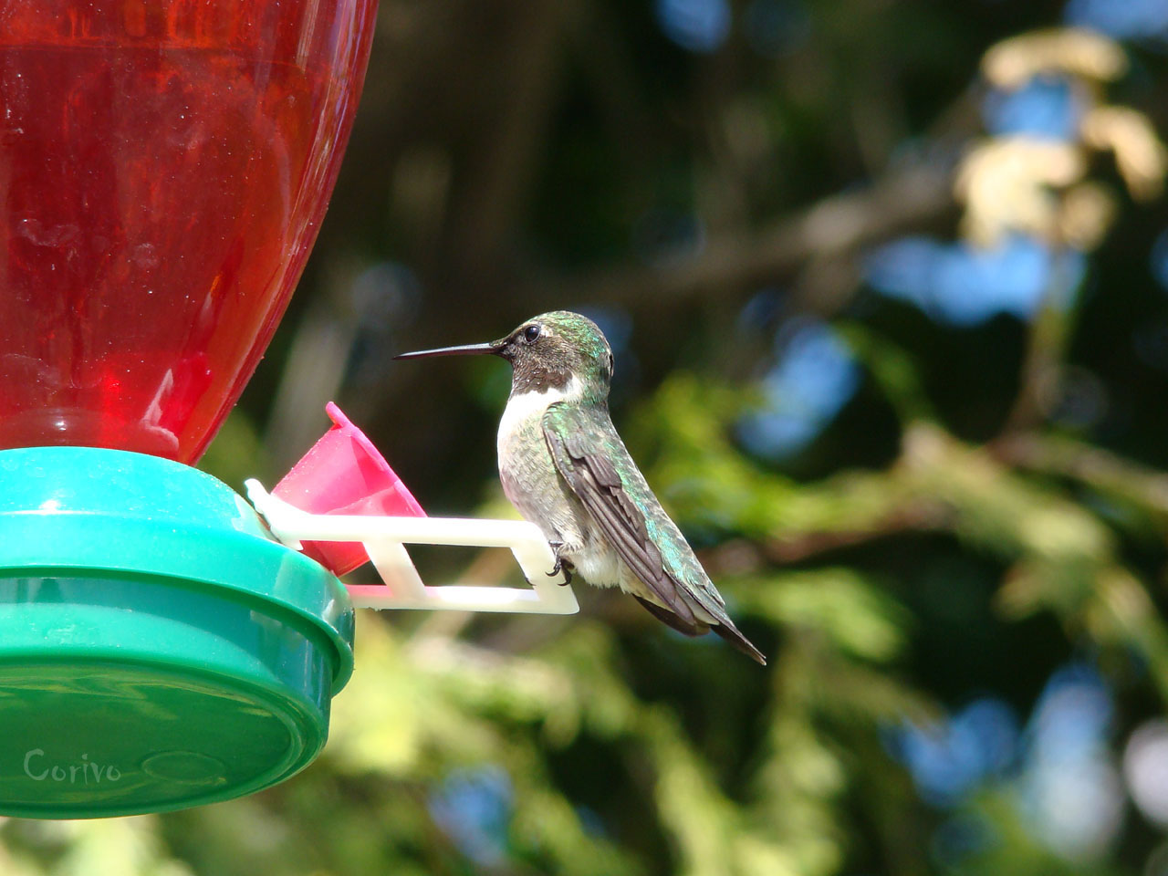 Wallpapers Animals Birds - Hummingbirds Colibris