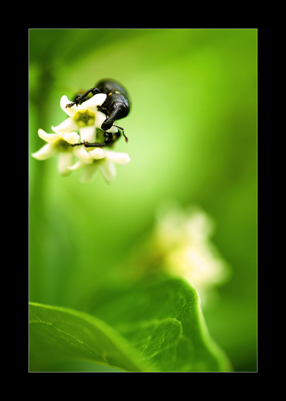 Fonds d'cran Animaux Insectes - Divers Kiss Cool