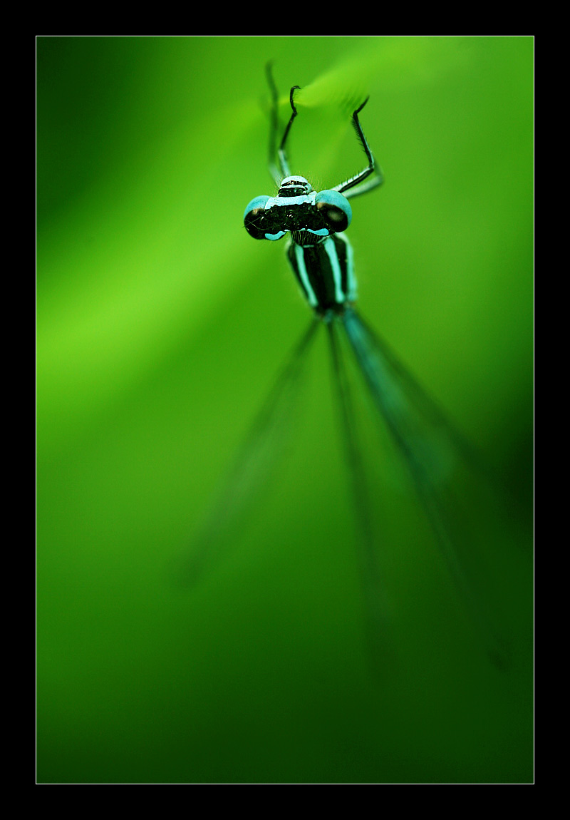 Fonds d'cran Animaux Insectes - Libellules DE