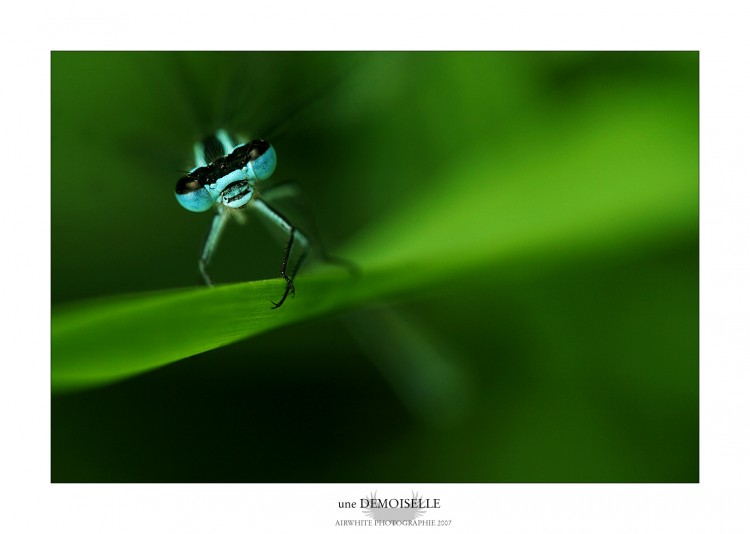 Wallpapers Animals Insects - Dragonflies Une demoiselle