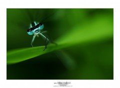 Wallpapers Animals Une demoiselle