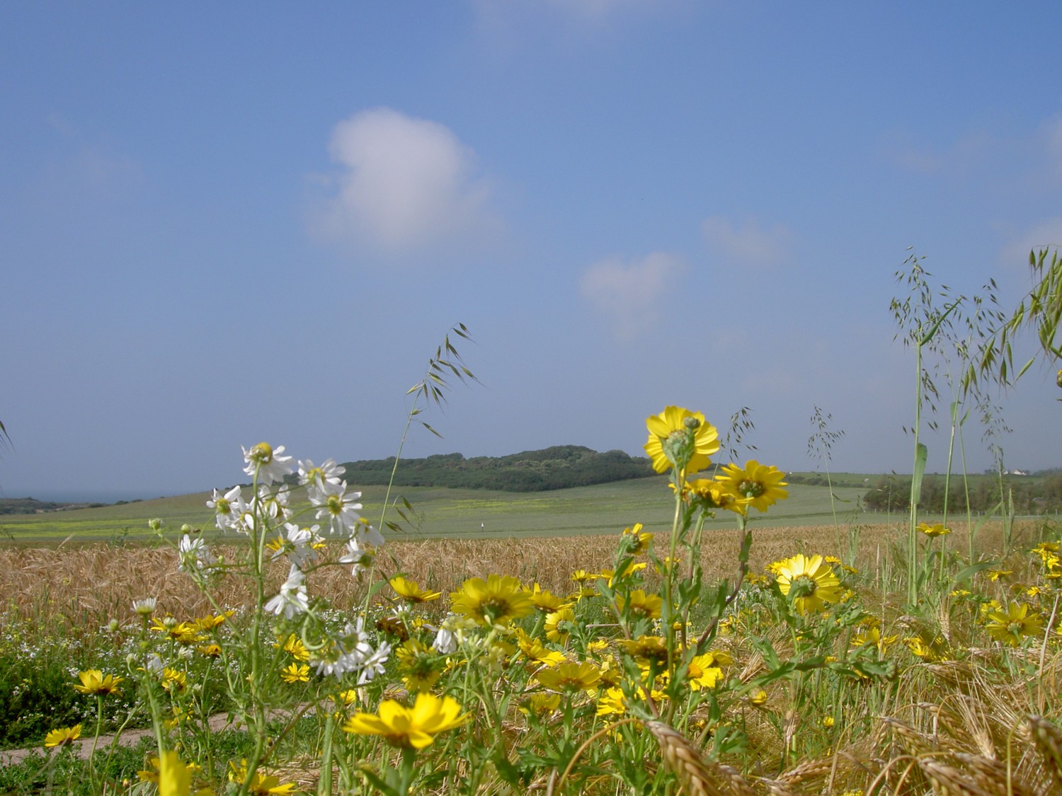 Fonds d'cran Nature Champs - Prairies campagne du Pas-de-Calais