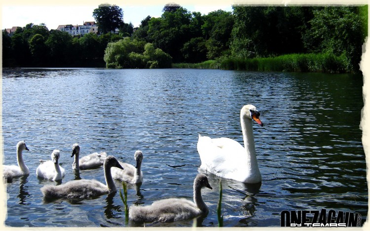 Wallpapers Animals Birds - Ducks Cygnes Rouge Cloitre