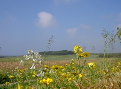 Fonds d'cran Nature campagne du Pas-de-Calais