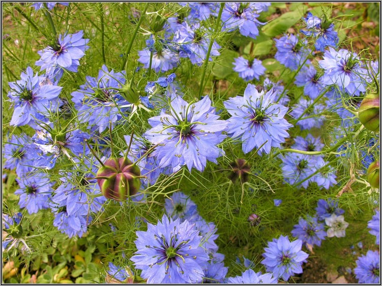 Fonds d'cran Nature Fleurs Bleu,bleu......