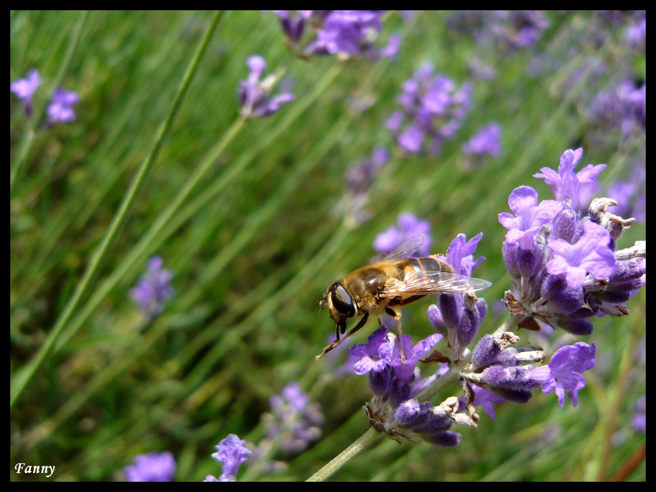 Fonds d'cran Animaux Insectes - Abeilles Gupes ... Abeille