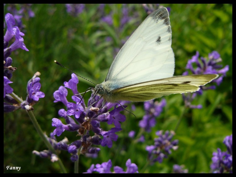 Fonds d'cran Animaux Insectes - Papillons Papillon