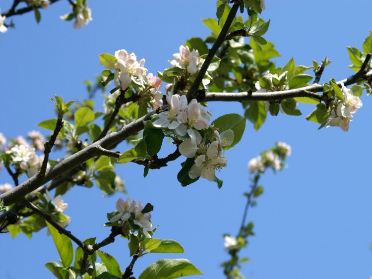 Wallpapers Nature Trees - Forests pommier au printemps