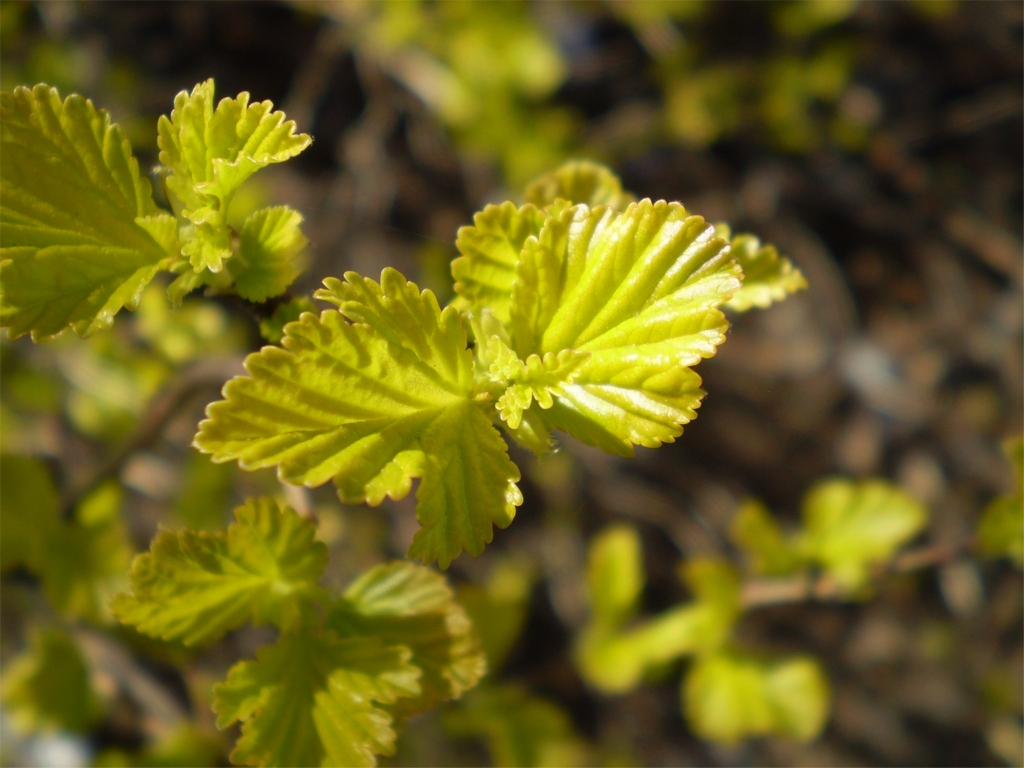 Wallpapers Nature Leaves - Foliage Bourgeons