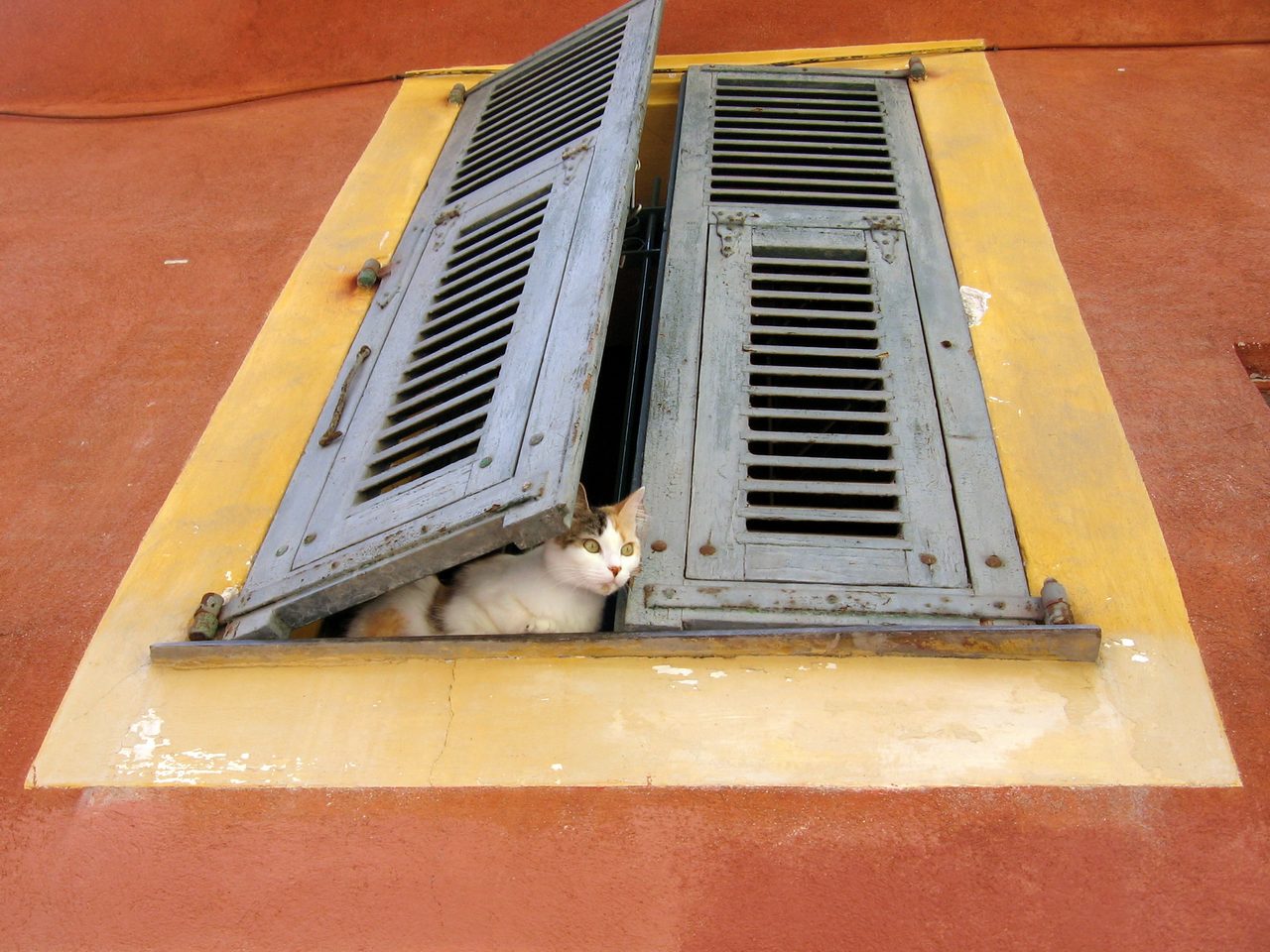 Fonds d'cran Animaux Chats - Chatons 