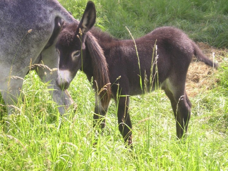 Fonds d'cran Animaux Anes LE PETIT ANE