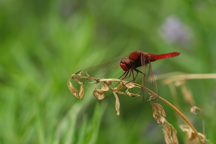 Wallpapers Animals Insects - Dragonflies Crocothemis erythraea male