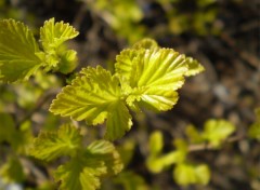 Fonds d'cran Nature Bourgeons