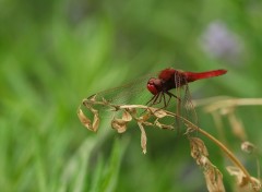 Wallpapers Animals Crocothemis erythraea male