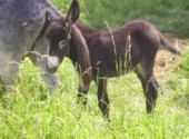 Fonds d'cran Animaux LE PETIT ANE