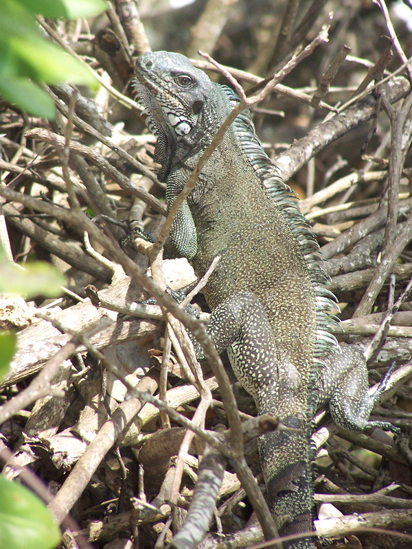 Wallpapers Animals Lizards - Iguanas 