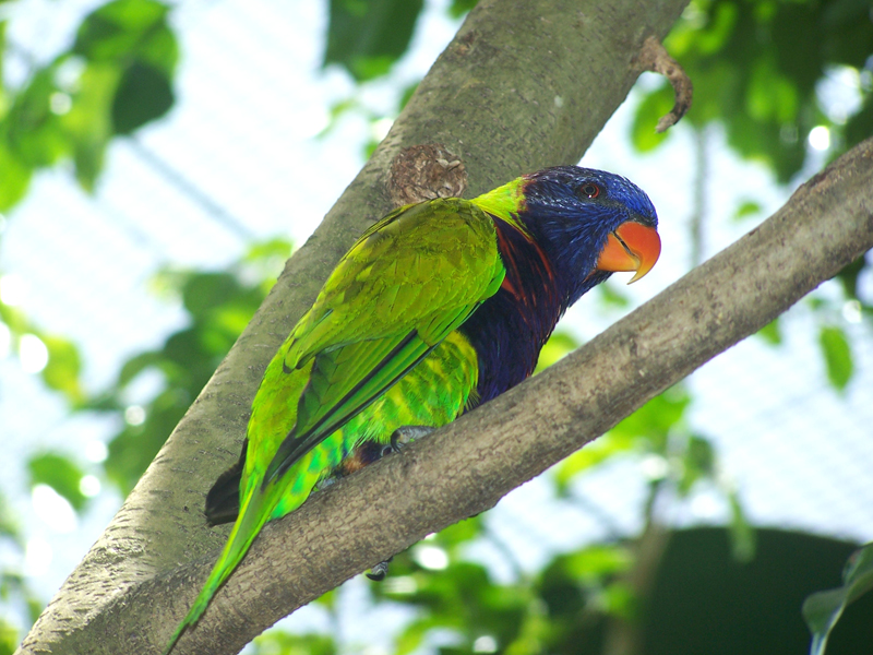 Wallpapers Animals Birds - Parrots 