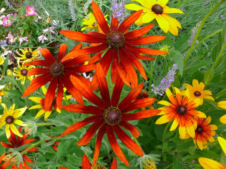 Fonds d'cran Nature Fleurs GAILLARDES