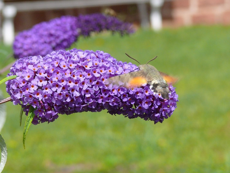 Fonds d'cran Nature Fleurs FLEUR A PAPILLON