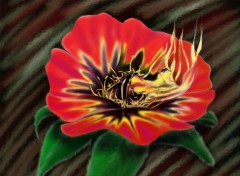 Wallpapers Digital Art rouge fleur en flame