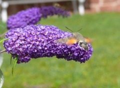 Fonds d'cran Nature FLEUR A PAPILLON