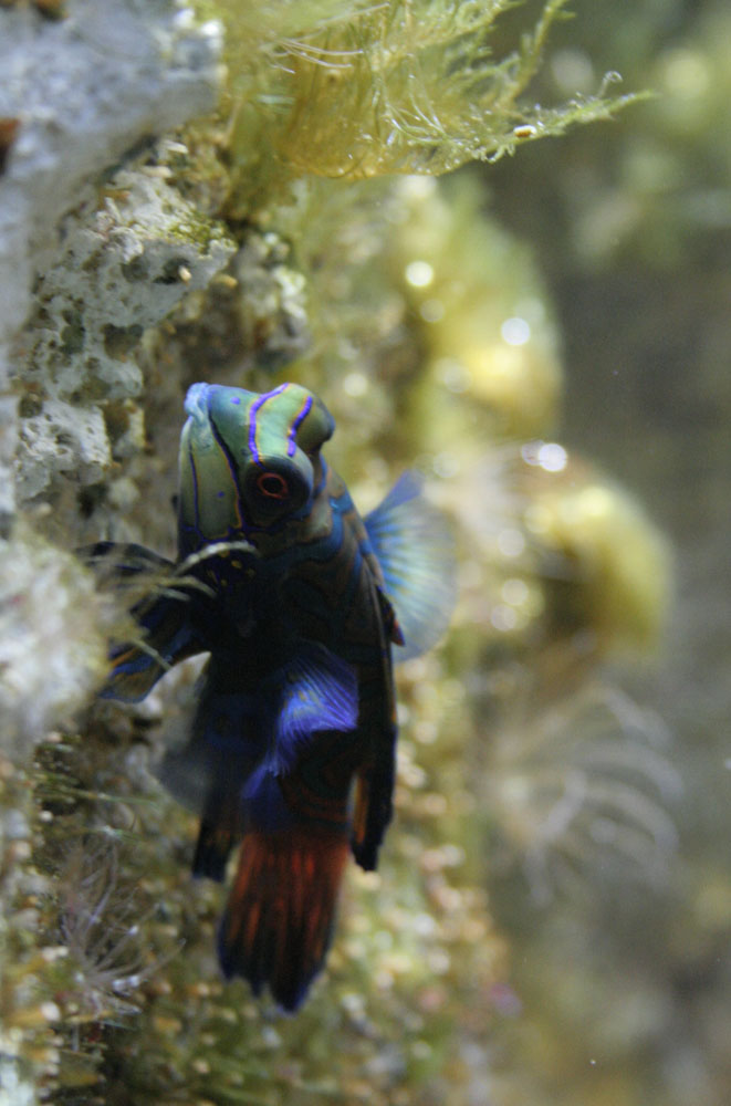 Fonds d'cran Animaux Vie marine - Poissons 