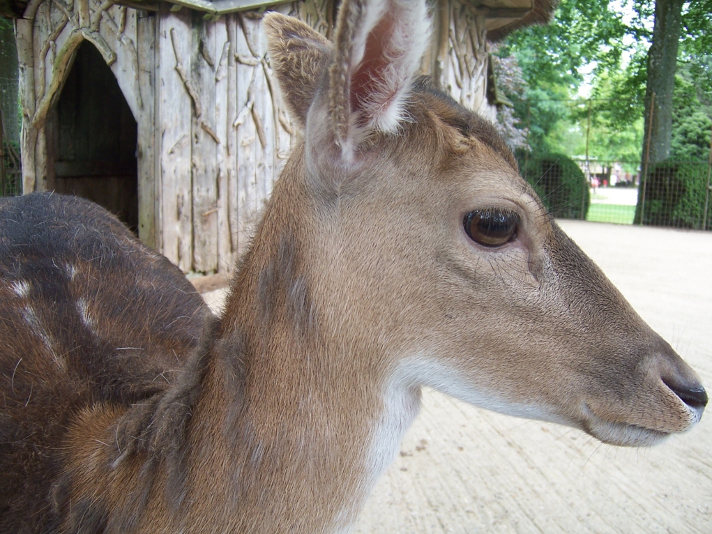 Wallpapers Animals Cervids Biche