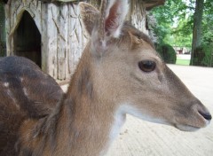 Fonds d'cran Animaux Biche